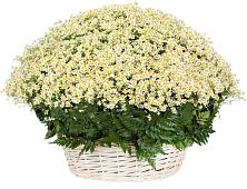 Цветочная композиция из Ромашки в корзине #REPLACE_PRED# Выльгорте
