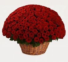 Премиум букет из: Розы в Выльгорте